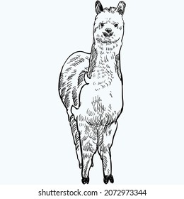 Vintage handgezeichnet Vorderseite Alpaca