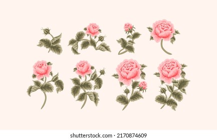 Vintage Hand Drawn Garden Peach Rose Flower Vector Illustration Elements, Clipart Collection for Wedding Invitation, Greeting Card Decoration Set, Aesthetic Nature Crafts, Art and Creative Projects