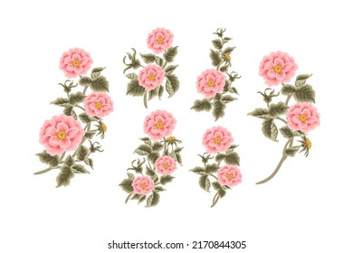 Vintage Hand Drawn Garden Rosa Canina Flower Vector Illustration Elements, Clipart Collection for Wedding Invitation, Greeting Card Decoration Set, Aesthetic Nature Crafts, Art and Creative Projects