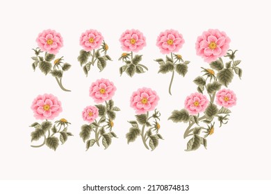 Vintage Hand Drawn Garden Rosa Canina Flower Vector Illustration Elements, Clipart Collection for Wedding Invitation, Greeting Card Decoration Set, Aesthetic Nature Crafts, Art and Creative Projects