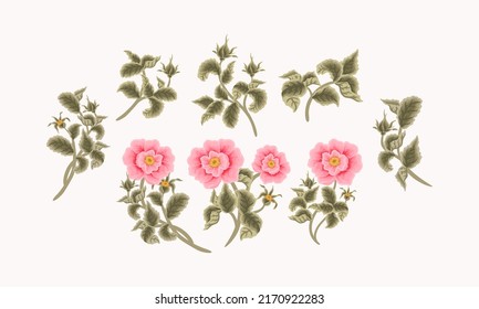 Vintage Hand Drawn Garden Rosa Canina Flower Vector Illustration Elements, Clipart Collection for Wedding Invitation, Greeting Card Decoration Set, Aesthetic Nature Crafts, Art and Creative Projects