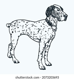 Vintage hand drawn german shorthaired pointer dog