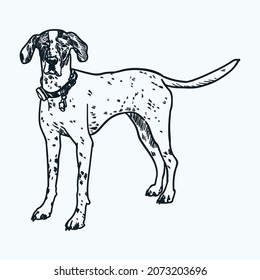 Vintage hand drawn german shorthaired pointer dog