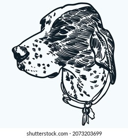 Vintage hand drawn german shorthaired pointer dog