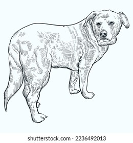Vintage hand drawn golden Retriever dog
