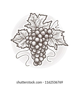 vintage hand drawn of grape