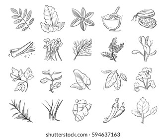 Vintage hand drawn herbs and spices, sketch drawing plants vector collection