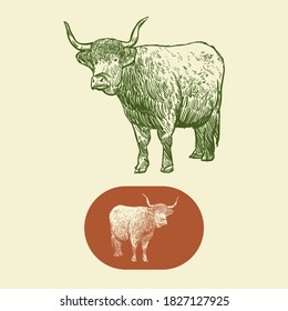 Vintage hand drawn highland cattle
