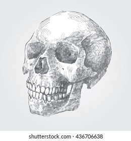 vintage hand drawn human skull / detailed graphic style vector illustration