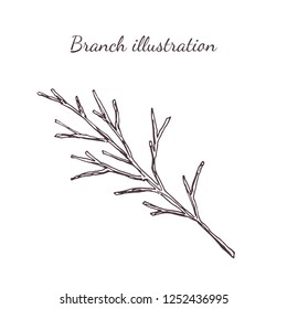 Vintage hand drawn illustration of branch. Vector isolated icon. Botanical illustration.
