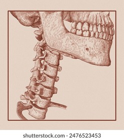 Antiguas, ilustración dibujada a mano de esqueletos de la columna cervical.