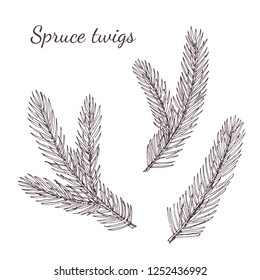 Vintage hand drawn illustration of spruce branches. Vector isolated icon. Botanical illustration.