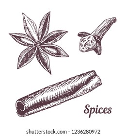 Vintage hand drawn illustrations of spices. Cinnamon, star anise and clove. Cooking ingredients.
