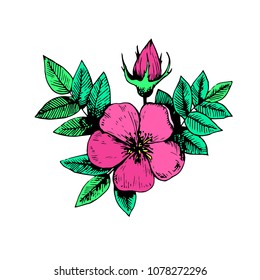 Vintage hand drawn ink element. Dog rose flower