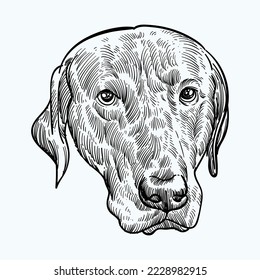 Vintage hand drawn Labrador Retriever