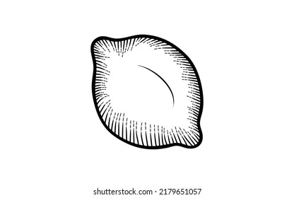 Vintage hand drawn lemon vector