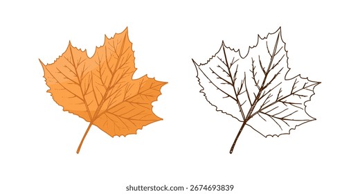 Vintage mão desenhada bordo folha ilustração em duas versões — outono laranja e arte de linha monocromática. Perfeito para design sazonal, decorações de outono, projetos da natureza, e conceitos ecológicos.