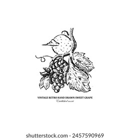 Vintage hand drawn nature grape fruit vector sketch illustration