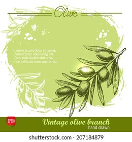 Vintage hand drawn olive branch on watercolor grunge background. Sketch vector illustration of eco food.