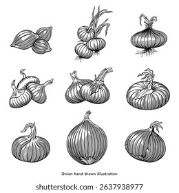 Vintage Hand Drawn Onion Set – Detailed Vegetable Engraving Illustration