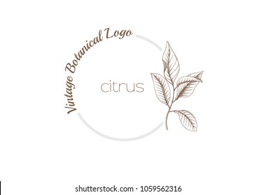 Vintage hand drawn outline vector logo template. Citrus, Lemon, botanical, floral sketch round logo. Business card design.