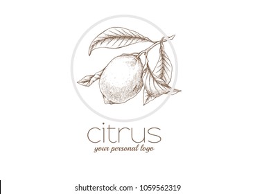 Vintage hand drawn outline vector logo template. Citrus, Lemon, botanical, floral sketch logo in round frame. Business card design.