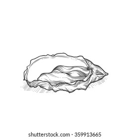 Vintage hand drawn oyster