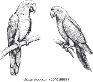 Vintage hand drawn parrots sitting on branches in engraving style. Vintage bird using fine detailed linework.
