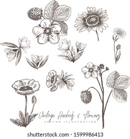 Vintage hand drawn plants flowers illustration