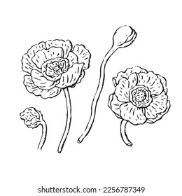 Vintage hand drawn poppy flowers.Rustic and beautiful vecter illustration.