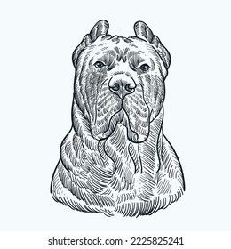 Vintage hand drawn Presa Canario Dog head