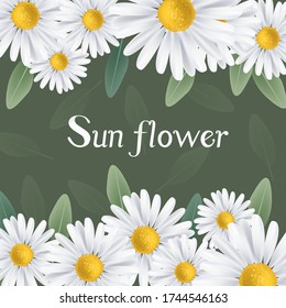 Vintage hand drawn realistic white sun flower vector illustration on green background invitation, summer spring elements, banner, decorative background
