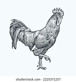 Vintage hand drawn rooster side profile
