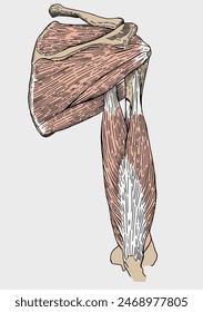 Vintage, hand drawn, rotator cuff muscles and bones anatomy. Vector illustration.