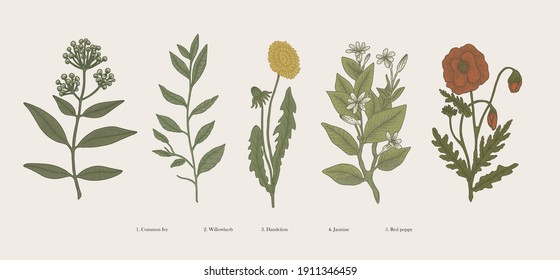 Vintage hand drawn scientific plant flower and natural herb vector illustration set. Ivy, willowherb, dandelion, jasmine and red poppy isolated clip art illustrations for graphic design projects