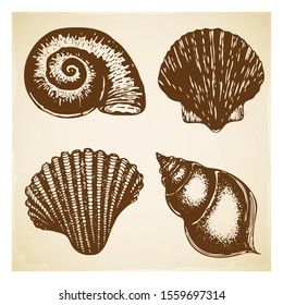 vintage Hand drawn seashell collection. Set of various beautiful engraved mollusk marine shells on retro textured background. Realistic sketch of cockleshell like conch, oyster, spiral, clam, scallop.