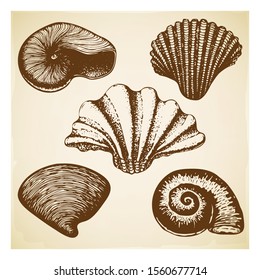 vintage Hand drawn seashell collection. Set of various beautiful engraved mollusk marine shells on retro textured background. Realistic sketch of cockleshell like conch, oyster, spiral, clam, scallop.