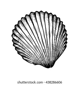 Vintage hand drawn seashell. Isolated on white background. Vector illustration. Engraving illustration