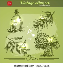 Vintage hand drawn set of olive branch tree and bottle. Sketch style. Watercolor grunge background.