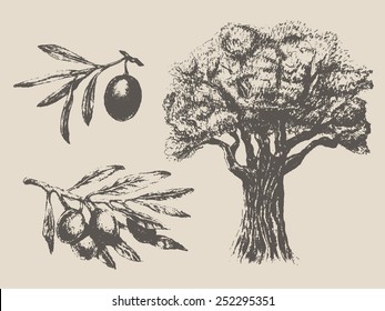 Vintage hand drawn set (olive branches, olive tree), vector illustration, sketch 