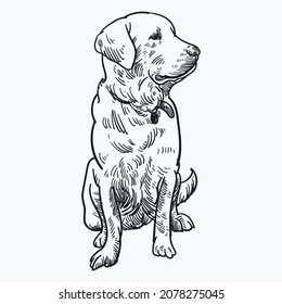 Vintage hand drawn sit golden retriever dog