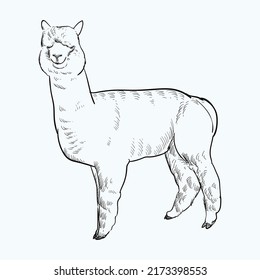 Vintage hand drawn sketch alpaca