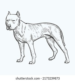 Vintage hand drawn sketch american pittbull terrier dog