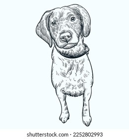 Vintage hand drawn sketch american brittany Pointer dog