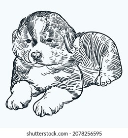 Vintage hand drawn sketch australian shepherd puppy