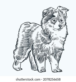 Vintage hand drawn sketch australian shepherd puppy
