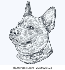 Vintage hand drawn sketch Australian cattle dog