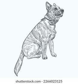 Vintage hand drawn sketch Australian cattle dog