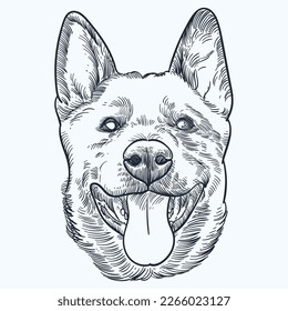 Vintage hand drawn sketch Australian cattle dog