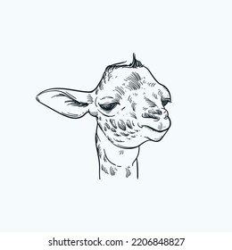 Vintage hand drawn sketch baby giraffe head